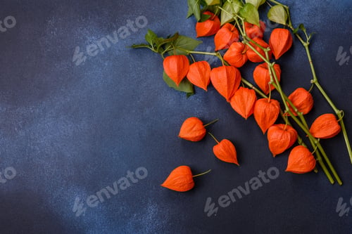 Preview: Beautiful orange buds of cape gooseberry on a dark concrete background