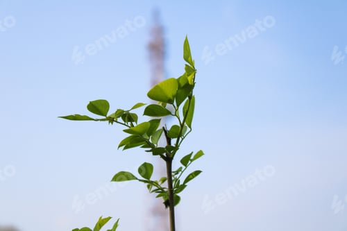 Preview: Selective focus shot of green leaves under the sunlight