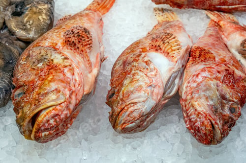 Preview: Red scorpionfish for sale