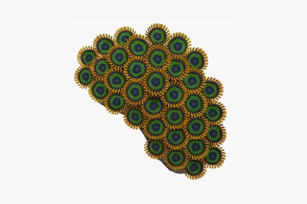 Visualização: Arranjo circular de formas florais verdes e amarelas