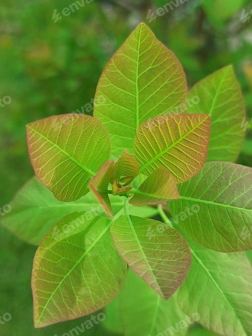 Preview: new leaves of an american smoketree or chittamwood
