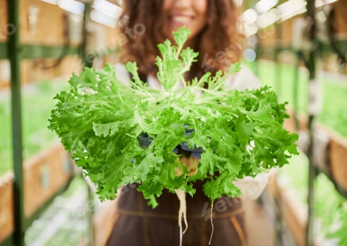 Preview: Female gardener holding leafy green plant in greenhouse.