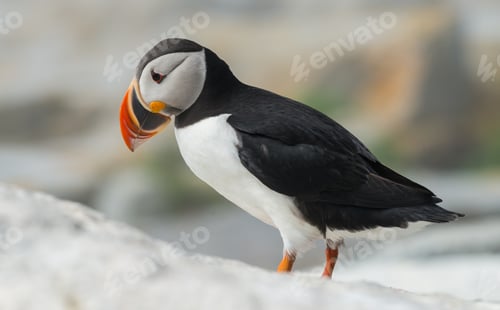 Preview: Atlantic Puffin Portrait in Maine