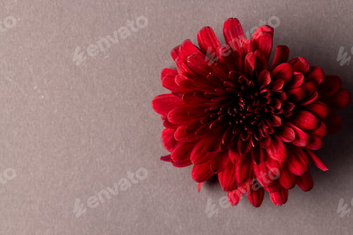 Preview: Micro close up of red flower with copy space on grey background