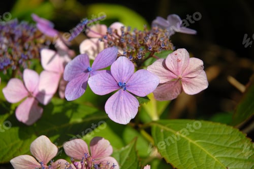 Preview: Lace cap hydrangea flowers, close up
