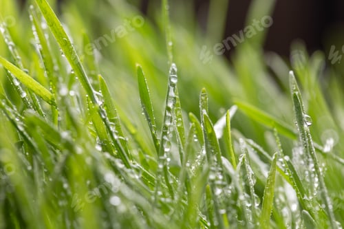 Preview: drops of dew on a green grass