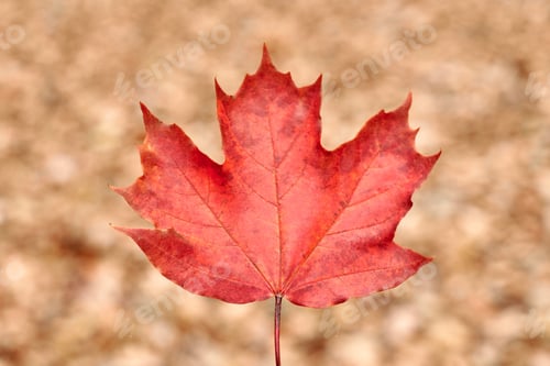 Preview: Red autumn leaf on yellow foliage background