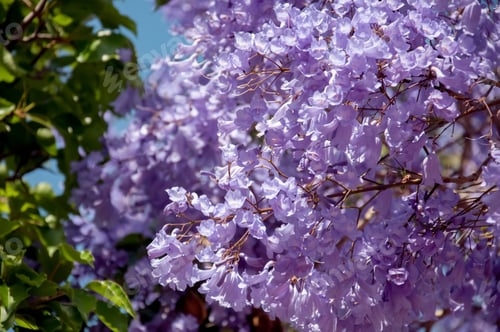 Preview: Jacaranda spring season. Jacaranda tree in a full bloom with beautiful purple flowers