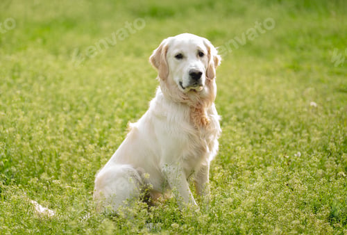 Preview: Cute dog sitting on blooming field