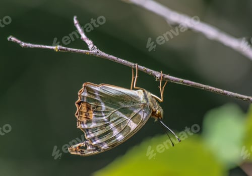 Preview: Butterfly on a branch