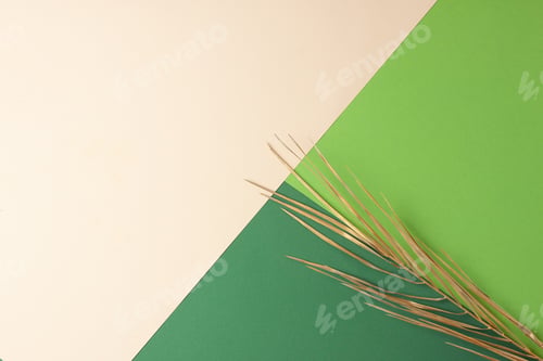 Preview: Tropical natural background with palm leaf on pastel beige and green. Flat lay, copy space
