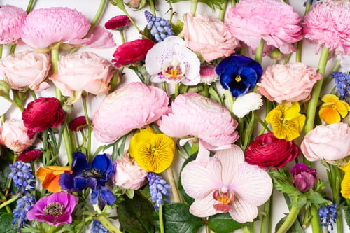 Preview: Ranunculus flat lay composition