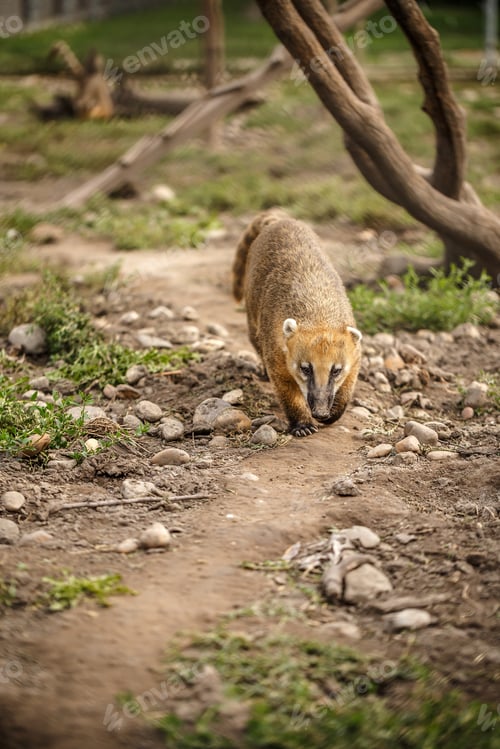 Preview: South American coati
