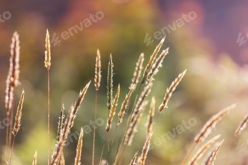 Preview: Grassland
