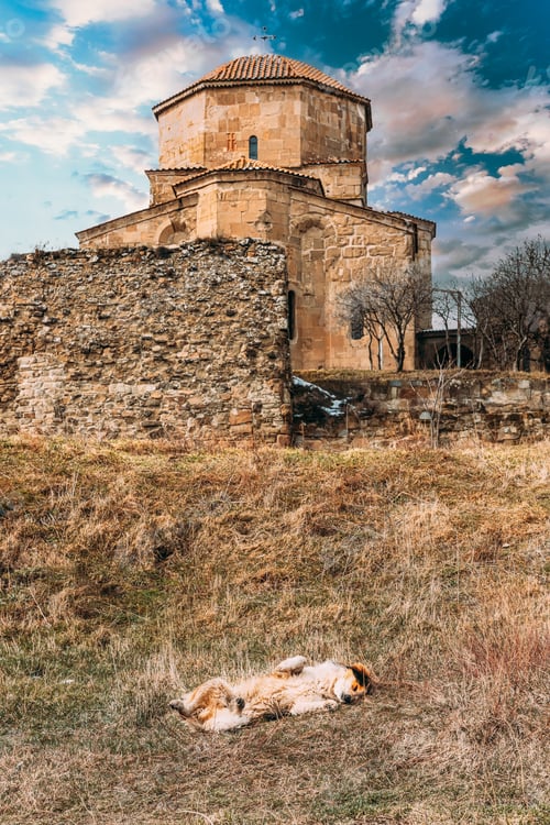 Preview: Mtskheta, Georgia. funny Dog sleeping near Jvari,