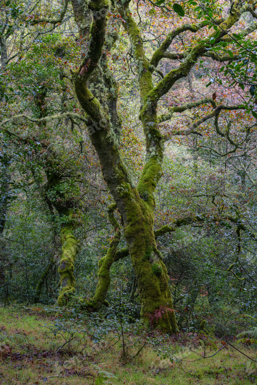 Preview: Three old trees completely covered with green moss