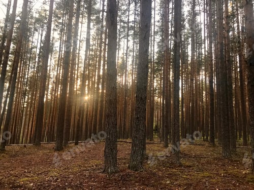 Preview: Trees
