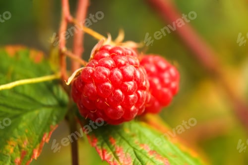 Preview: branch of ripe raspberries in a garden on blurred green background. Raspberry bush plant. Out of foc