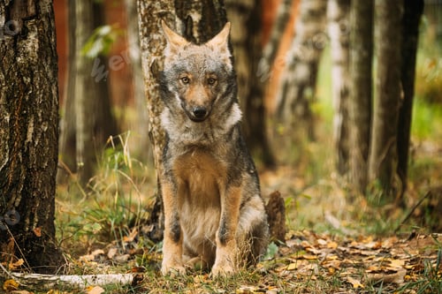 Preview: Belarus. Cub Wolf, Canis Lupus, Gray Wolf, Grey Wolf Sitting Outdoors In Autumn Day. Puppy Wolf