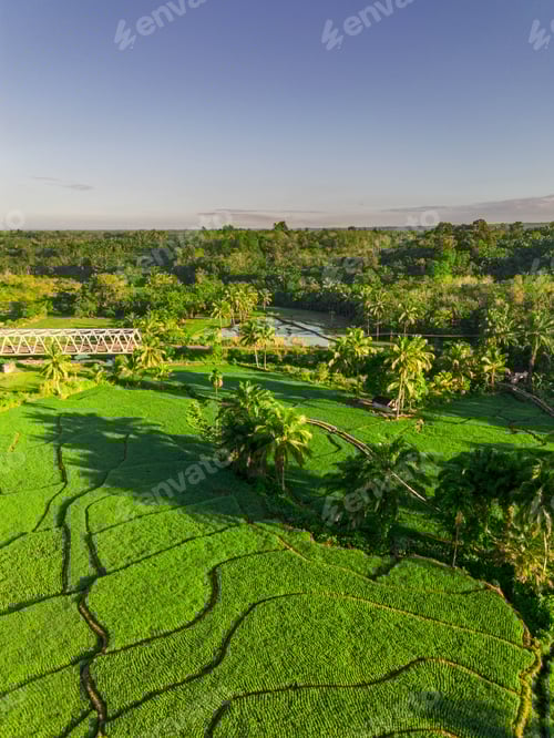 Preview: Beautiful morning view indonesia panorama landscape paddy fields