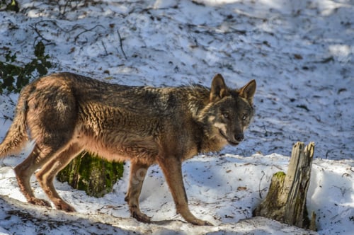 Preview: Closeup shot of a wolf in the snow-covered woods of Lacuniacha wildlife park, Spain