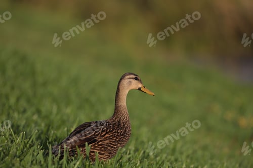 Preview: Mallard duck perched on a grassy patch of land.