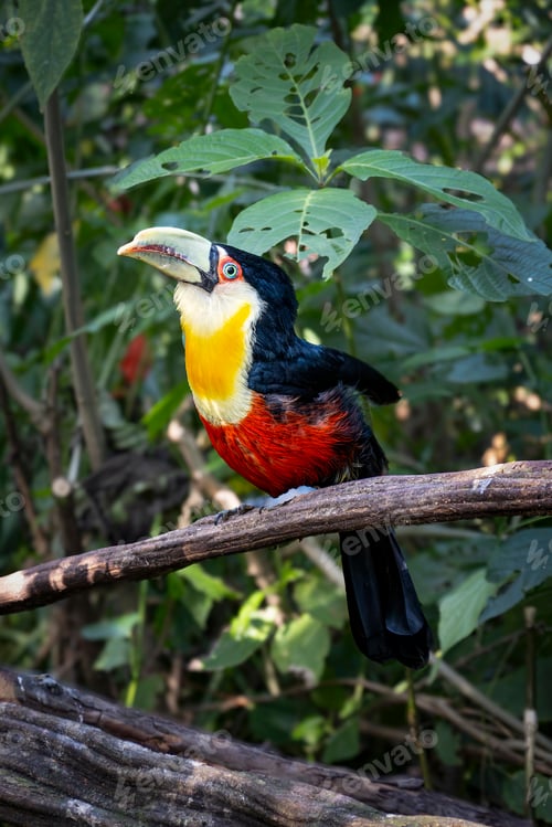 Preview: A colorful Spot-billed Toucanet (Selenidera maculirostris) perched on a branch.