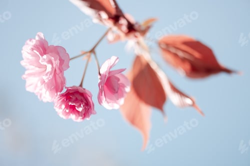 Preview: Floral background of sakura flowers with leaves