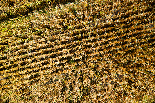 Preview: View of a wheat field