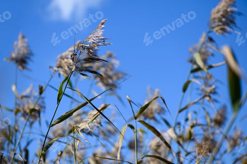 Preview: Ears of reed on blue sky background