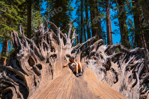 Preview: A woman in giant roots of a fallen tree in Sequoia National Park, California