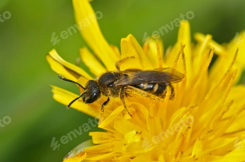 Preview: Closeup on a female of the Common furrow bee, Lasioglossum calceatum, a small eusocial mining bee
