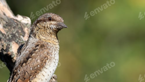 Preview: Eurasian wryneck, Jynx torquilla. Bird sitting on a branch, flat background, close-up