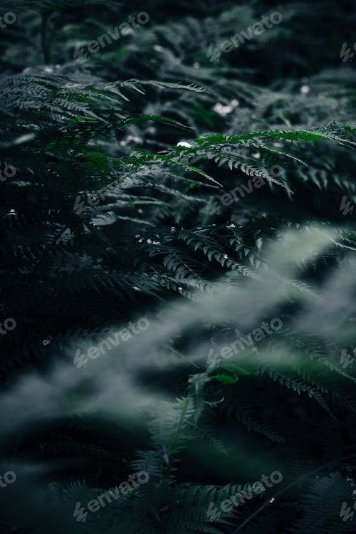 Preview: Selective focus of fern leaf in dark background. Natural ferns pattern with copy space