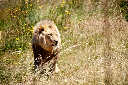 Preview: I know shes here somewhere. Shot of a majestic lion prowling though the grasslands.