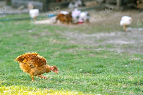 Preview: Hen feed on traditional rural barnyard. Close up of chicken standing on barn yard