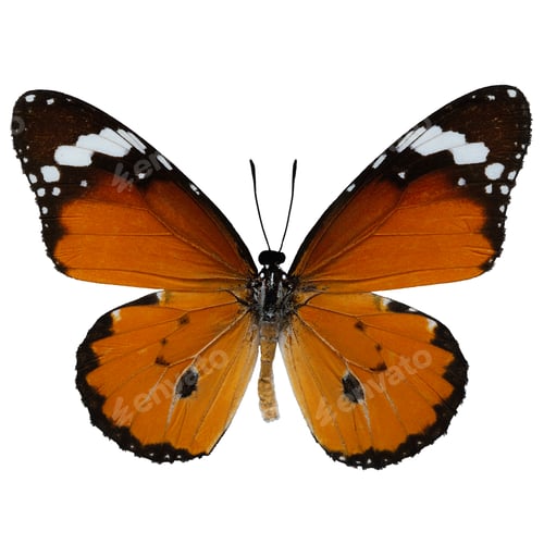 Preview: Plain Tiger butterfly