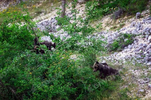 Preview: Marsican bear with cubs.