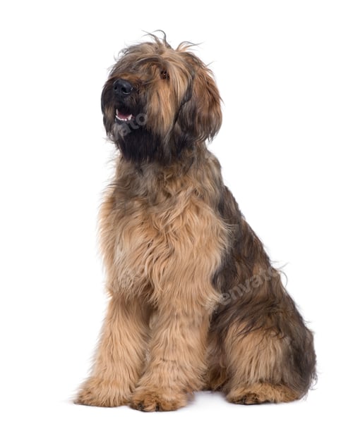Preview: Briard dog, 9 Months Old, sitting in front of white background