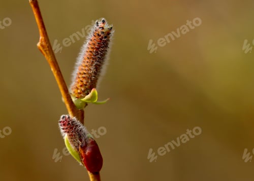 Preview: New growth