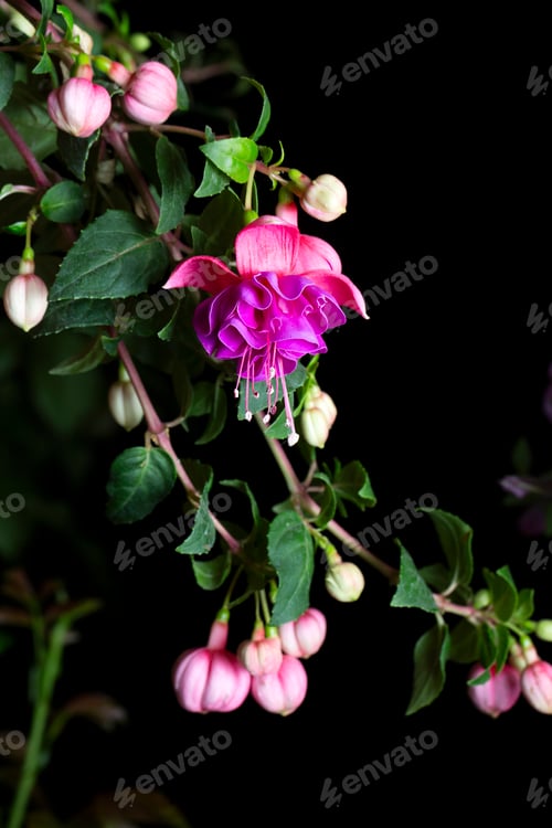 Preview: Fuchsia Flowers in a Greenhouse