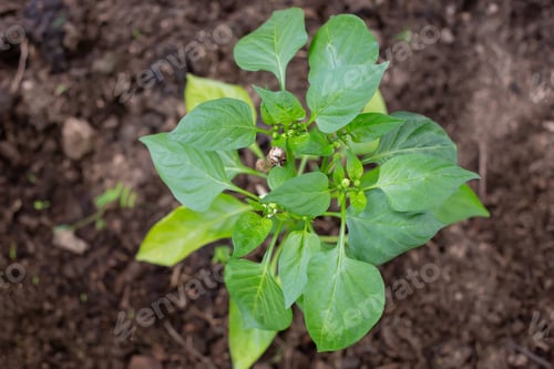 Preview: A bush of a young healthy bell pepper growing in the ground