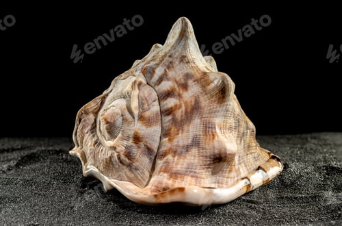 Preview: King Helmet seashell on a dark background