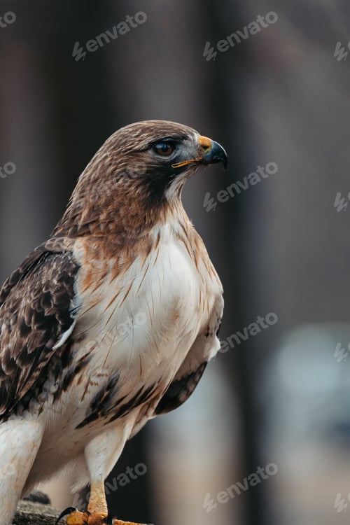 Preview: Red-Tailed Hawk perched on a tree branch