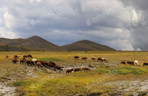 Preview: mountain landscape with meadow, trees, steppe and a flock of sheep in Abruzzo in summer in Italy