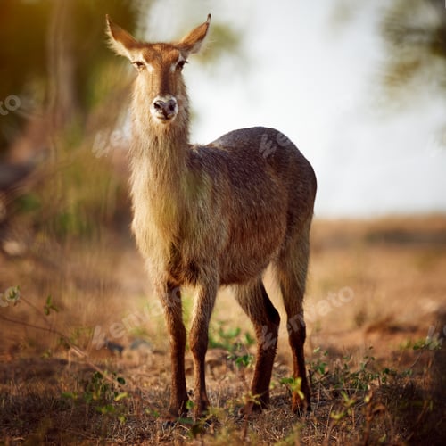 Preview: On the lookout for danger. Shot of a buck on the plains of Africa.