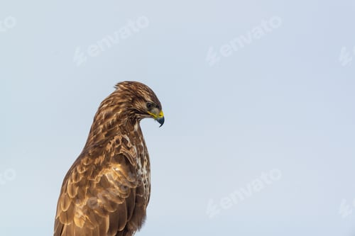 Preview: Portrait of common buzzard buteo buteo