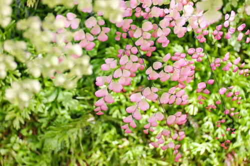 Preview: Beautiful red pink leaves of tree with green leaves and warm morning sunlight