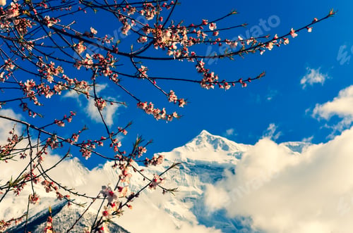 Preview: Cherry tree spring flowers with mountain peak in background, Himalayas, Nepal