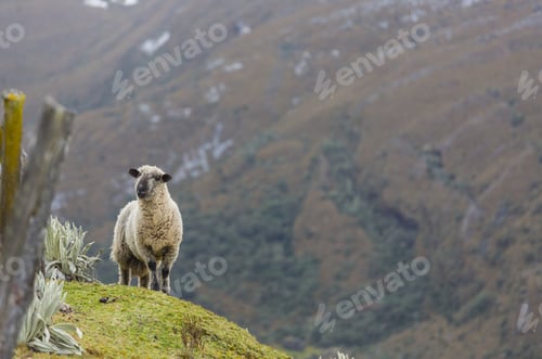 Preview: Sheep